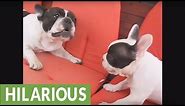 Hilarious French Bulldog barking compilation