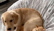Cat likes personal space, dog likes cat’s personal space also 🤣 (🎥: Adam Winlove-Smith via ViralHog) - #cats #puppy #doggo #pubitypets | Pubity Pets