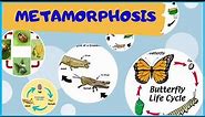 Complete and Incomplete Metamorphosis #metamorphosis