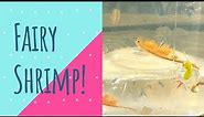 What are Fairy Shrimp? 🍤🌟