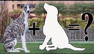 9 Unreal Whippet Mixes | Whippet Cross Breeds Dog