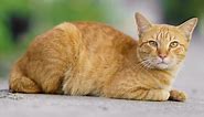 How Do Red Tabby Cats Get Their Color?