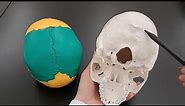 Skull Anatomy Series - The Occipital Bone - Part 6 of 9