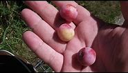 How To Identify Wild Plums Prunus americana Identification