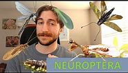 Neuroptera: Net-winged Insects - Order Spotlight
