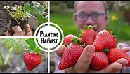 How to Grow Strawberries from Planting to Harvest 🍓🍓🍓🍓🍓