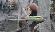 Red panda Chris-Anne Puzzle Feeder