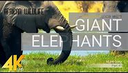 4K African Wildlife: ELEPHANTS Part #1 - A day in Africa with Giant Elephants - 10-bit Color