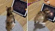 Kitten Gets Super Excited To Play Tablet Game For Pets