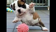 Too Funny English Bulldogs Video 2015 - We all Love Bulldogs Don't We