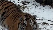 Tiger Licks Its Lips & Gives a Death Stare