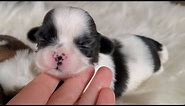 When do Puppies eyes start to open? || Shih Tzu puppy