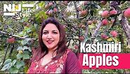 Visit to Kashmiri Apple Orchard