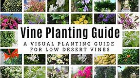 Arizona Vine Planting Guide: A Visual Guide for Low Desert Vines