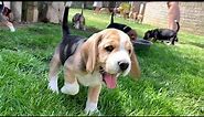 Beagle Puppies Playing and Fighting