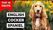 English Cocker Spaniel - Top 10 Facts