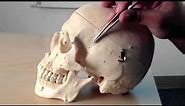 Skull Anatomy (1 of 5): Superior, Posterior and Lateral Views -- Head and Neck Anatomy 101