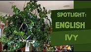Hedera Helix ‘English Ivy’ Spotlight: Care Guide & Tips