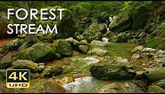 4K Forest Stream - Relaxing River Sounds - No Birds - Ultra HD Nature Video - Relax/ Sleep/ Study