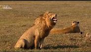 Meme sư tử cười dùng để edit video Youtube