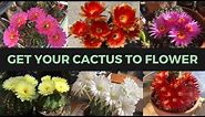 How to Make a Cactus Bloom (ABUNDANTLY) | Cactus Collection