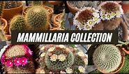 My Mammillaria Cactus Collection