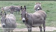 Livestock Guardians: the Donkey
