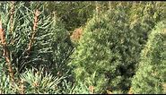 Christmas Tree Species: Scotch Pine