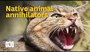 Feral cats - Australia's native animal annihilators 😼🦜 | Meet the Ferals Ep 2 | ABC Australia