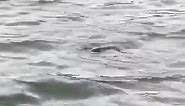 Arma-chill-o: Wild Armadillo Cools Down With Swim at Texas Park