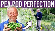 Grow peas for pods: small, large or mangetout, from plants of varied size, with supports