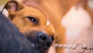 U.S. Statistics on Dog Bites 2021 (19 Breeds Compared)