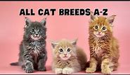 All Cat Breeds A to Z