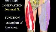 Anatomy Of The Thigh - Everything You Need To Know - Dr. Nabil Ebraheim
