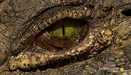 Astounding Facts About Crocodile Eyes