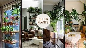 Trendy Home Decor Indoor Plant Ideas for Living Room