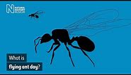 What is flying ant day? | Natural History Museum