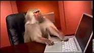 [ Funny Animals ] IT monkey work with computer