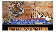Man attacked by tiger after reaching into enclosure at Florida zoo; animal killed by authorities