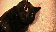 Talking Kitty Cat 7.5 - Sylvester's Catnip Overdose