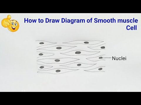 how to draw smooth muscle cell diagram | how to draw smooth muscle cell easily