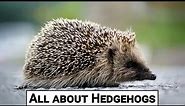 All about hedgehogs