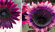 Purple Sunflowers (Video Collage)