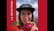 Pommes Qualité Québec présente la variété McIntosh