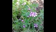 Foraging for common mallow (Malva sylvestris)