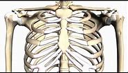 General Skeleton Basic Tutorial - Anatomy Tutorial