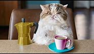 Catfinated - When Cats Drink Coffee