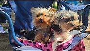 Cutest Yorkies Ever? Watch and Find Out!