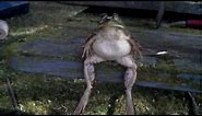 PHROG. Frog Relaxing.