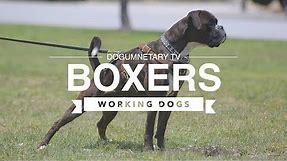 ALL ABOUT BOXERS: WORKING DOGS